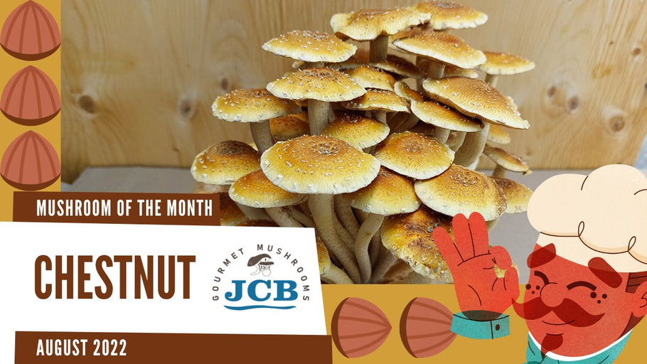 Chestnut: Mushroom of the month for August 2022