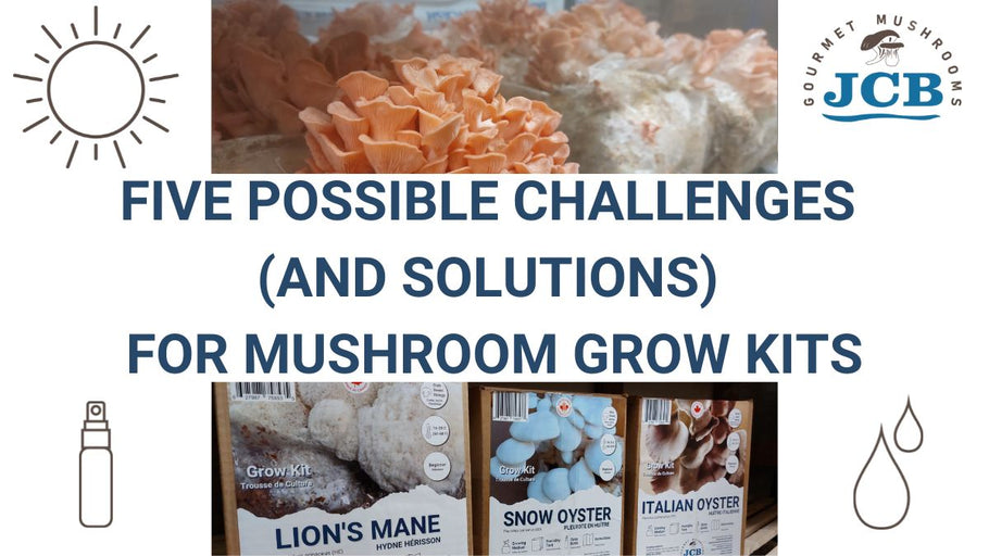 Possible challenges and solutions for mushroom grow kits