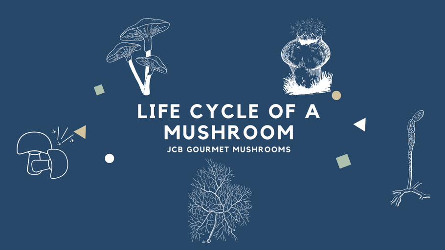 Journey through the mushroom life cycle