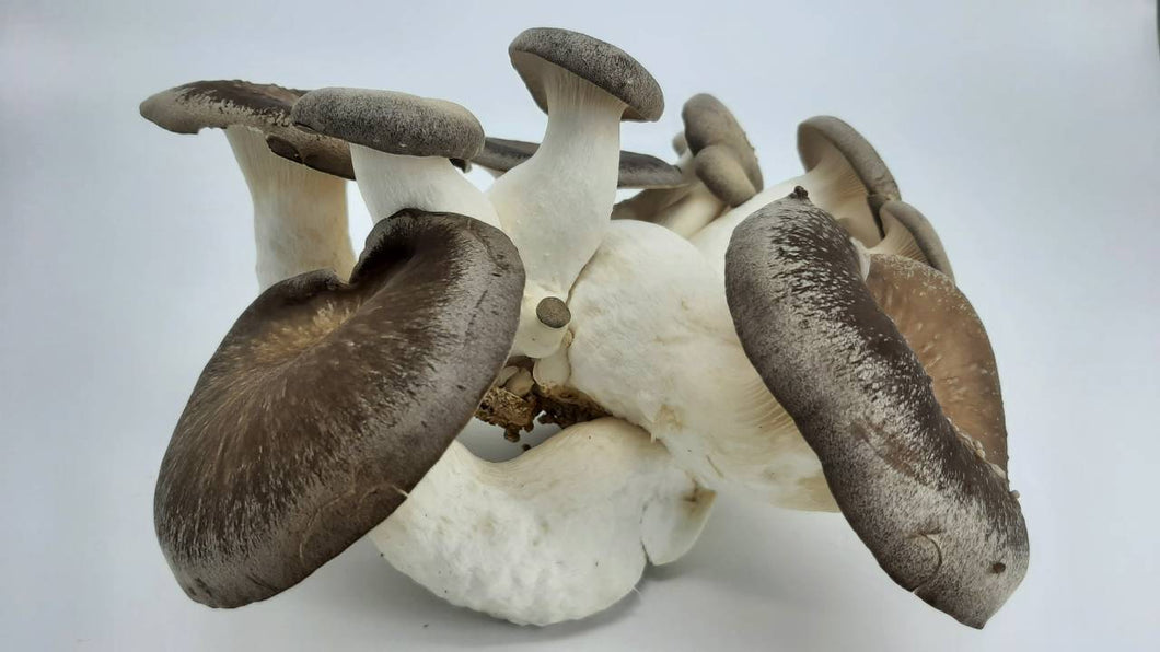 Black King Oyster Mushrooms