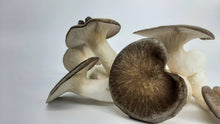 Load image into Gallery viewer, Black King Oyster Mushrooms
