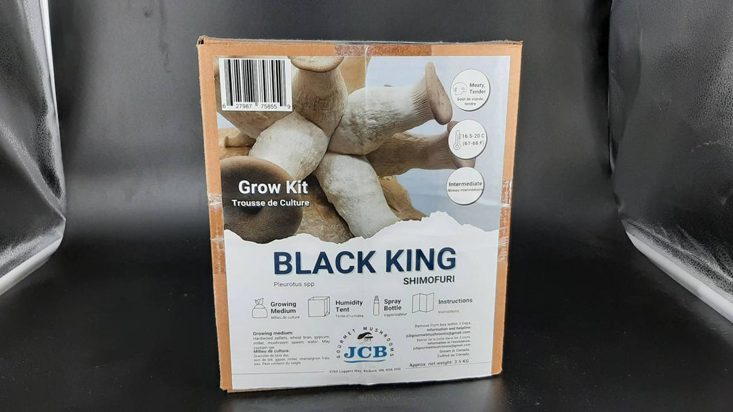 Black King Oyster Grow kit