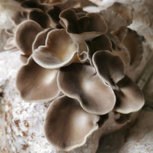 Load image into Gallery viewer, Italian Oyster Mushrooms
