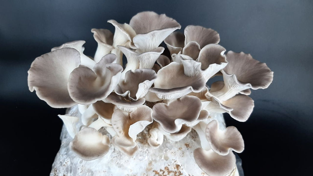 Italian Oyster Mushrooms