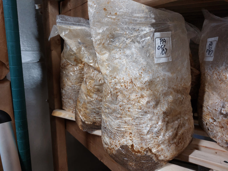 Five mushroom substrates and why we chose hardwood pellets