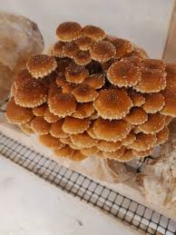 Instapot Mushroom Risotto