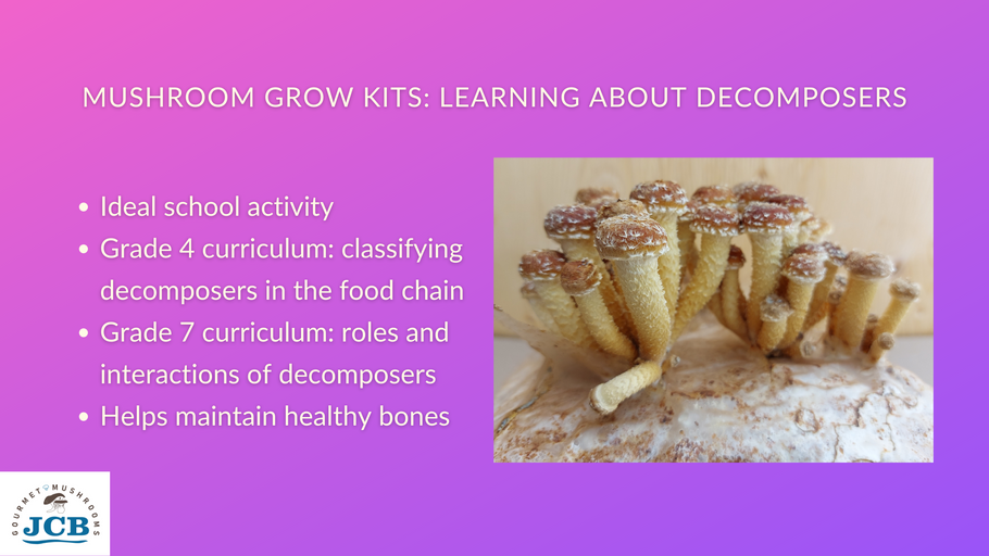 Mushroom grow kits engage children in a fun learning opportunity