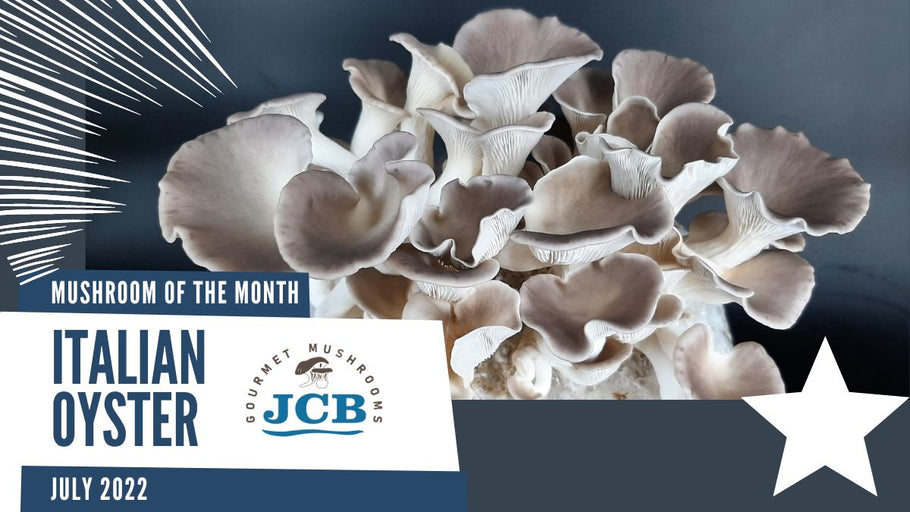 Italian Oyster: Mushroom of the month for July 2022