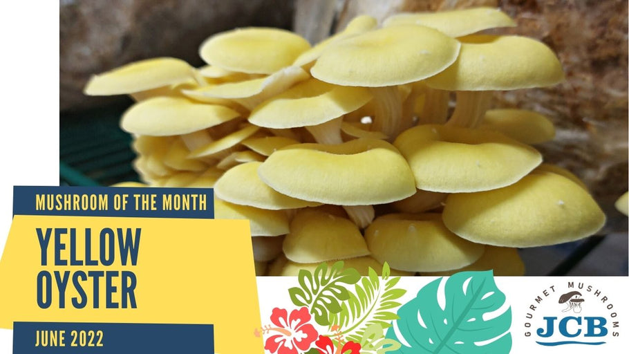Yellow Oyster: Mushroom of the month for June 2022