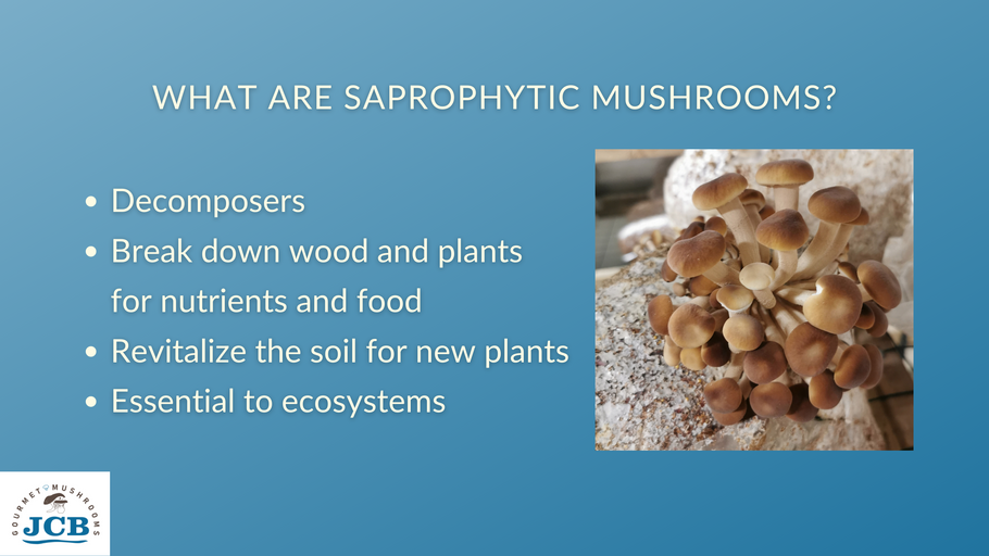 Saprophytic mushrooms decompose dead wood and minerals for good