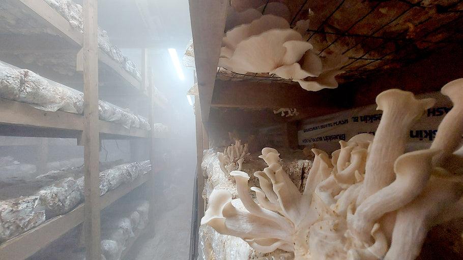 Humidity and cold shocking prolong mushroom grow kits