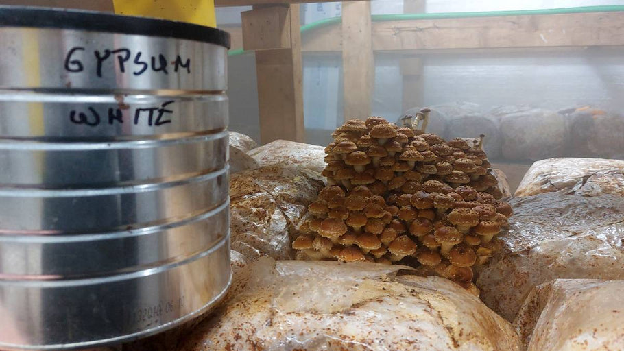 Gypsum speeds up mushroom growth in sawdust mix