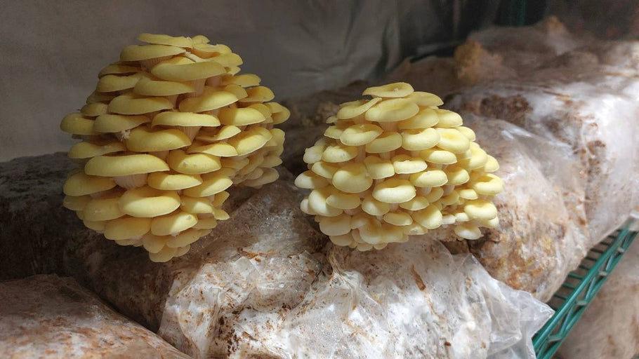 Yellow Oyster mushroom powder has sweet and savoury tastes: Study
