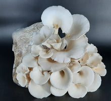 Load image into Gallery viewer, Snow/Pearl Oyster Mushrooms

