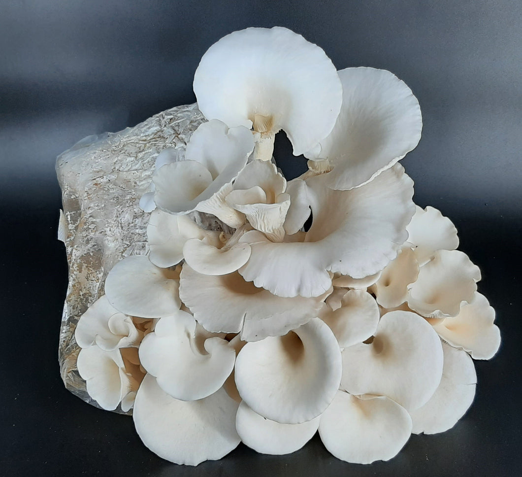 Snow/Pearl Oyster Mushrooms