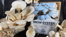 Load image into Gallery viewer, Pre-Order Blue Oyster Mushroom Grow Kits
