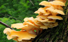 Load image into Gallery viewer, Yellow Oyster Mushroom
