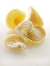 Load image into Gallery viewer, Yellow Oyster Mushroom

