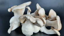 Load image into Gallery viewer, Black King Oyster Mushrooms
