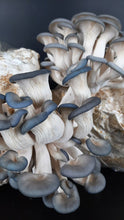 Load image into Gallery viewer, Blue Oyster Mushrooms
