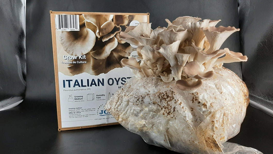 Pre-Order Italian Oyster Mushroom Grow Kit