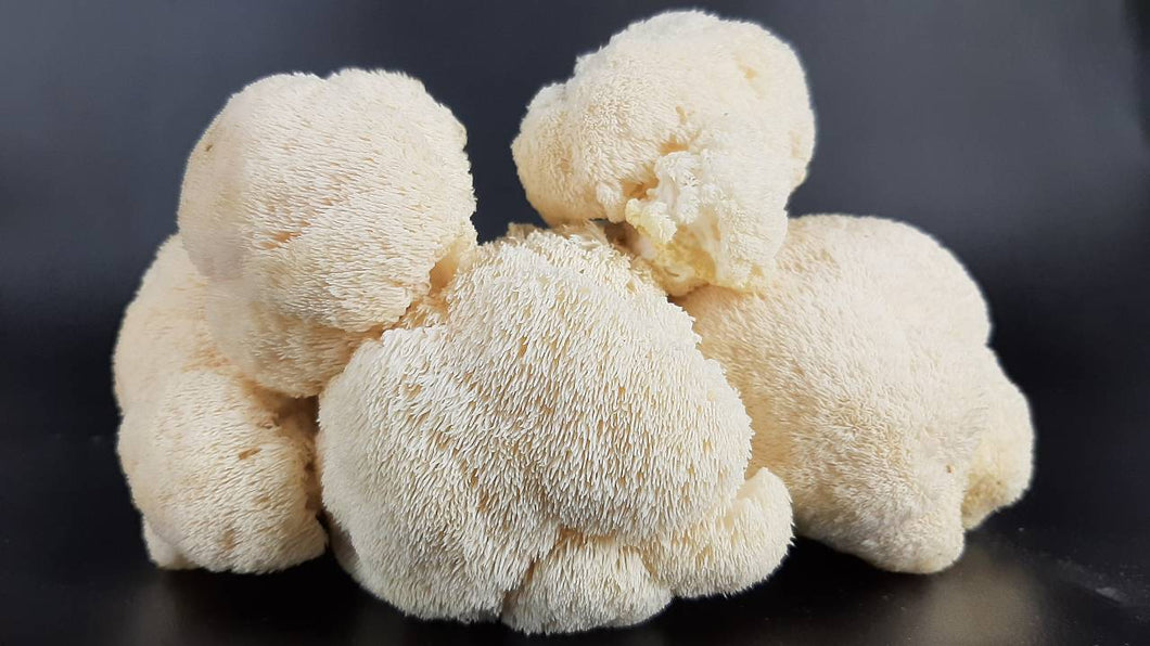 organic lion's mane mushrooms GIF