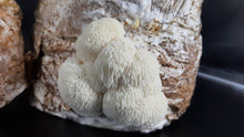 Load image into Gallery viewer, Lions Mane Mushrooms
