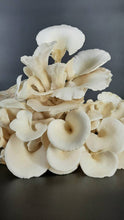 Load image into Gallery viewer, Snow/Pearl Oyster Mushrooms
