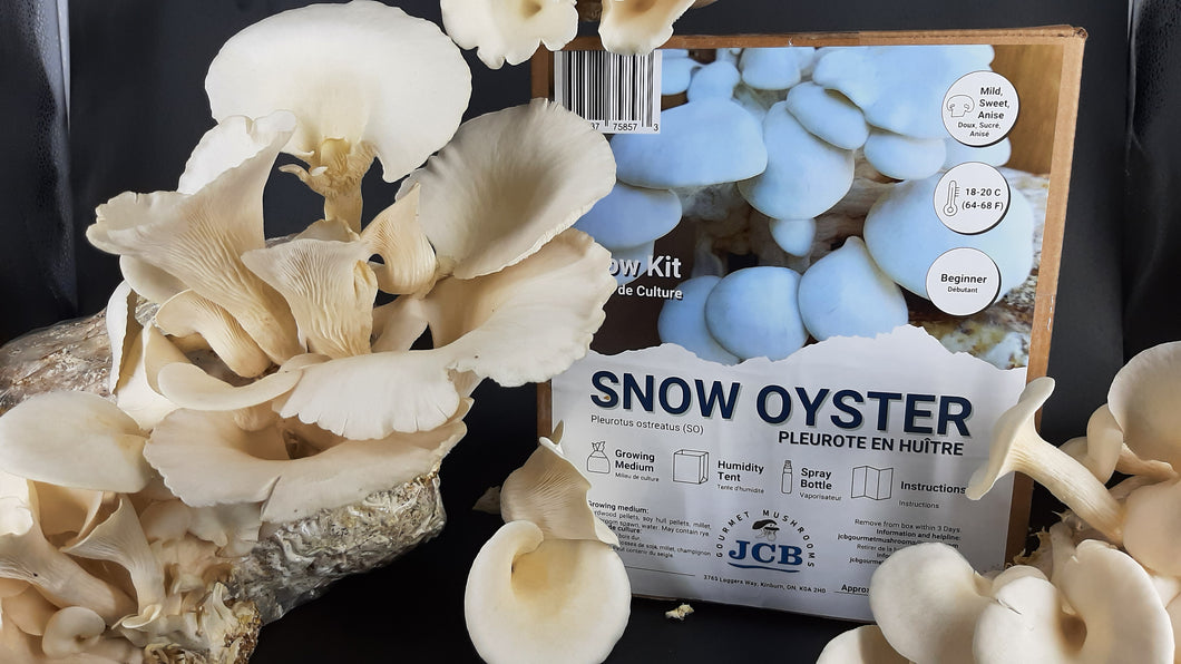 Pre-order Snow Oyster Mushroom Grow Kit
