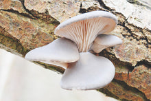 Load image into Gallery viewer, Pearl Oyster Mushrooms
